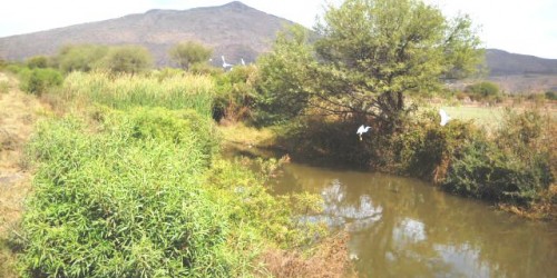 Ciénega del Lago de Chapala, en el estado mexicano de Jalisco