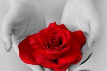 maos com rosa vermelha[1]