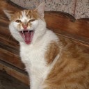 Foto del perfil de Gabriel.Fernández